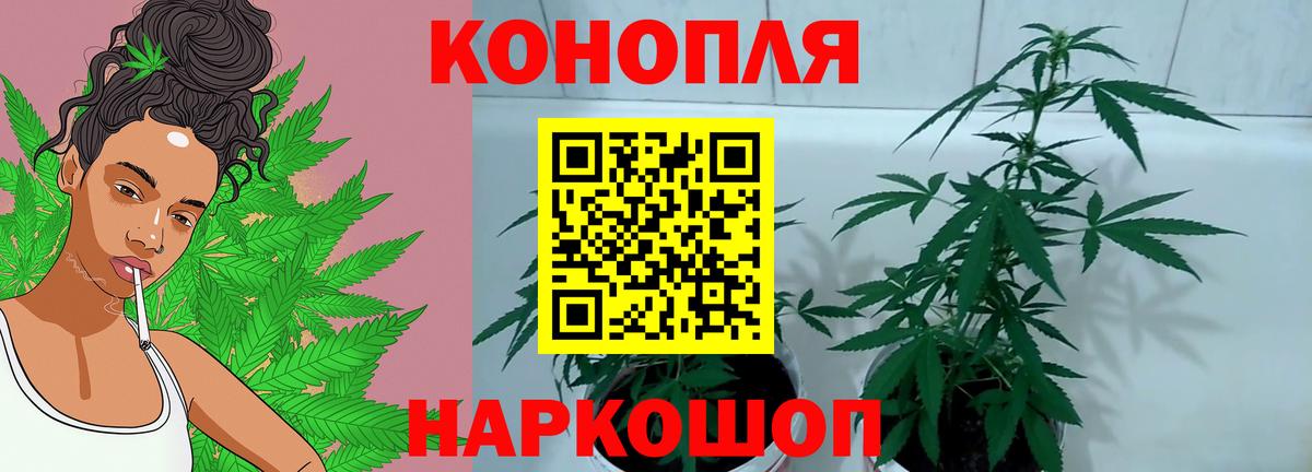 Марихуана планчик  Вход с VPN  Корсаков  Марихуана тримм  Марихуана конопля 